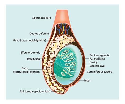 picture of balls man|testicles anatomy pictures.